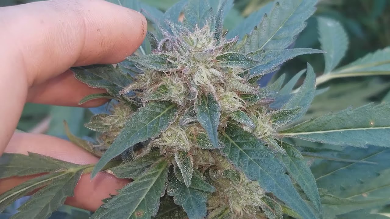 2020 Outdoor Cannabis Garden Tour  |  Garden Update [#09]  -  October 13  -  Week 7 Of Flower