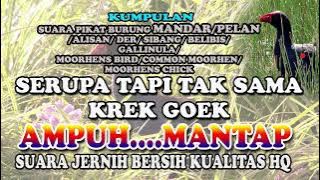 SUARA PIKAT BURUNG MANDAR/PELAN/DER/ALISAN/SIBANG/MOORHENS BIRD/DUSKY/COMMON MOORHENS/GALLINULA