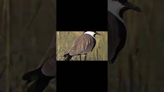 The Spur-Winged Lapwing — A Symbol of Resilience & Everyday Nature