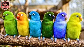 Active Lovebird Singing & Chirping Sounds for Bird Lovers & for Relaxation & Stress Relief | #10