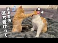 マジギレする兄猫をなだめる生後5ヶ月の子猫
