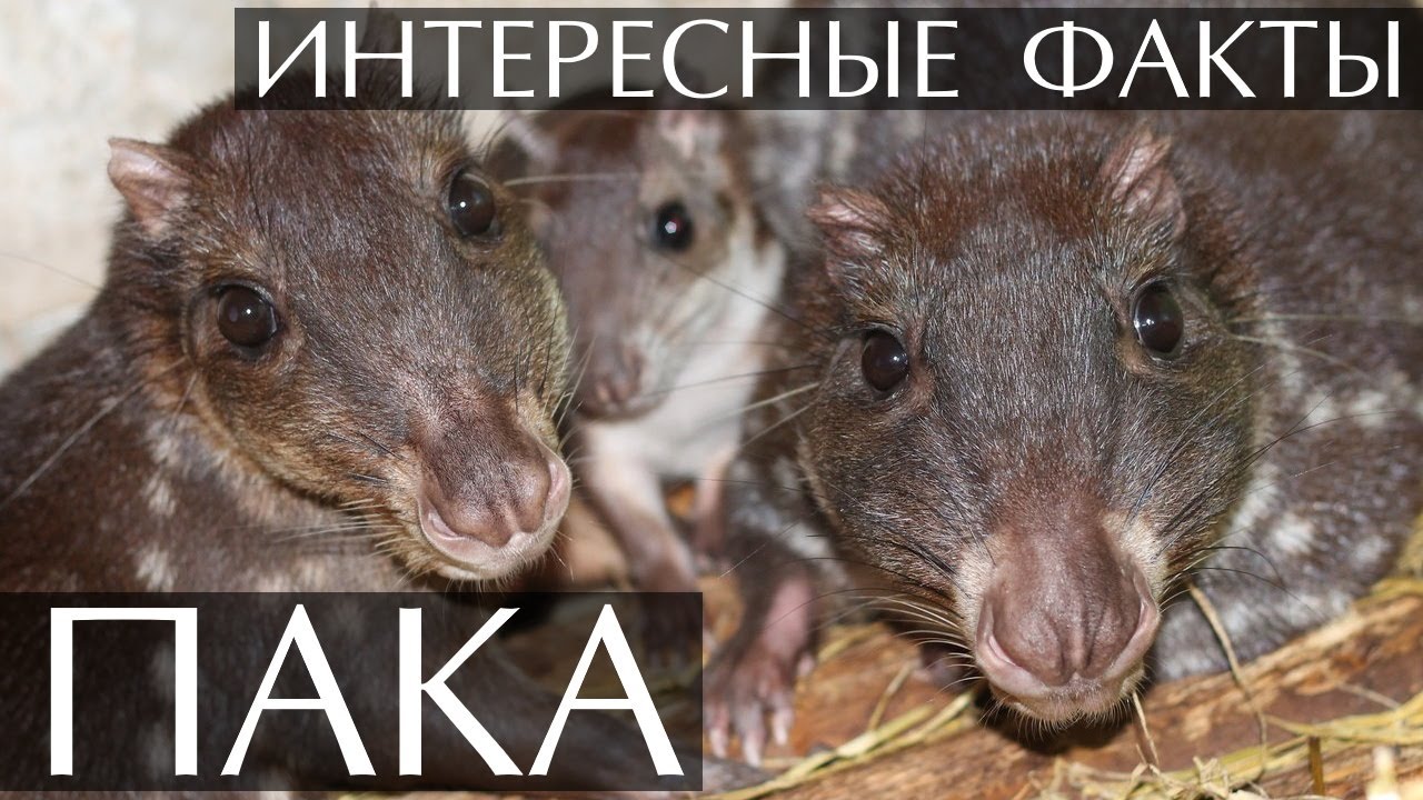 Пака - интересные факты