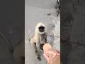 He Loves To Eat Biscuits So Much That I Was Happy To Be Able To Give Him This Food Jayhunuma 