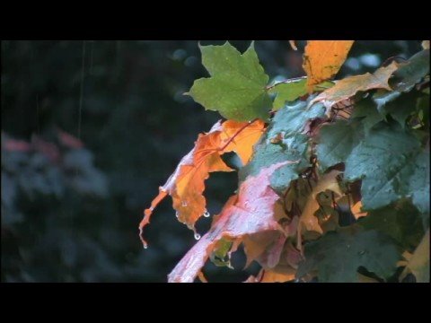 Fall Colors in Washington