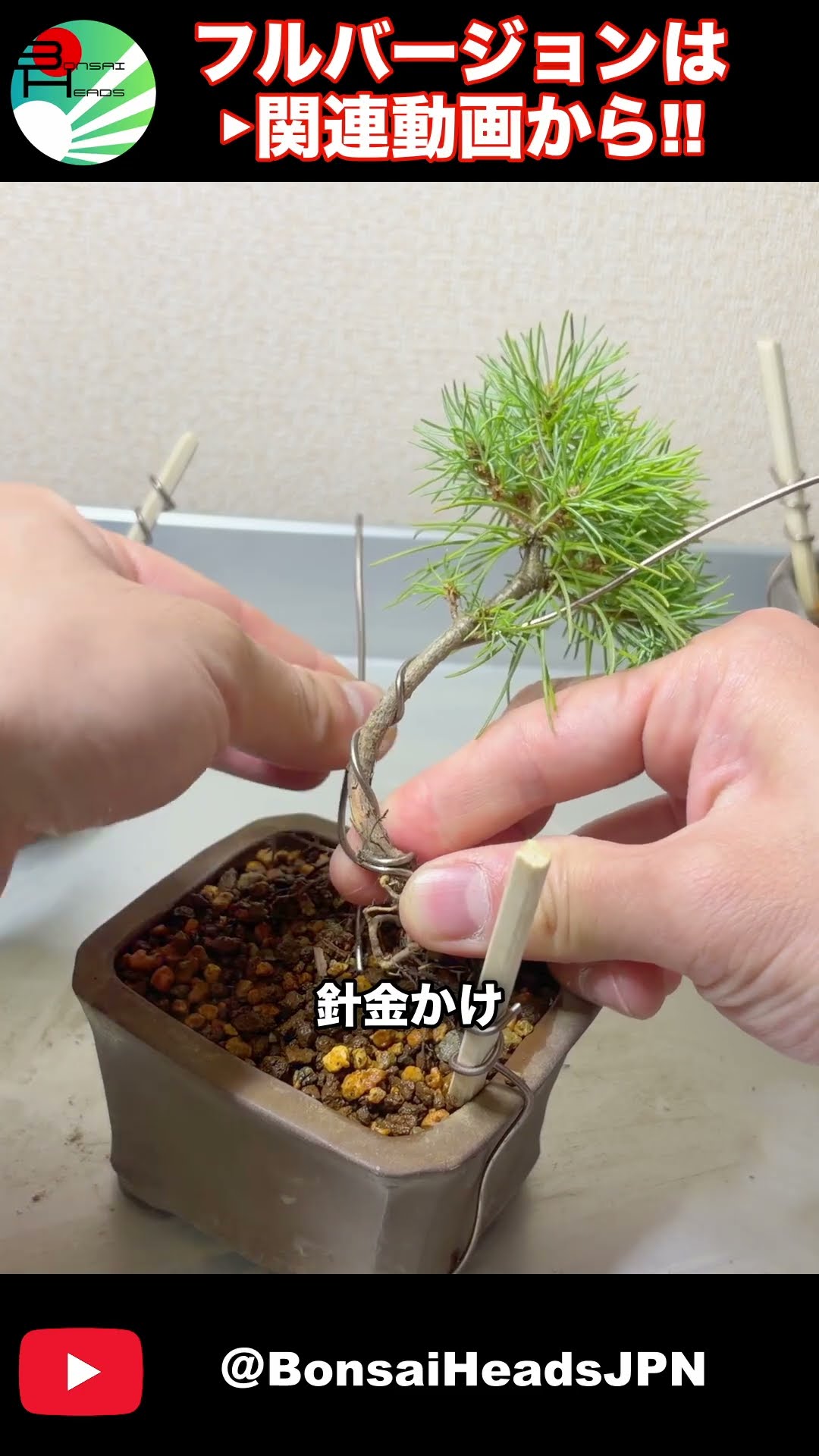 五葉松の苗木、根上がり盆栽への「第一歩」を約1分で！A Japanese