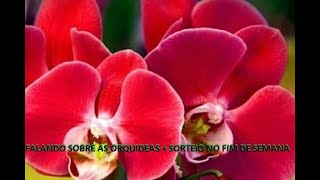 ERRO NO ESTOQUE DAS PHALAENOPSIS VERMELHA + SORTEIO DE PLANTAS NA SEMANA  !!! - thptnganamst.edu.vn