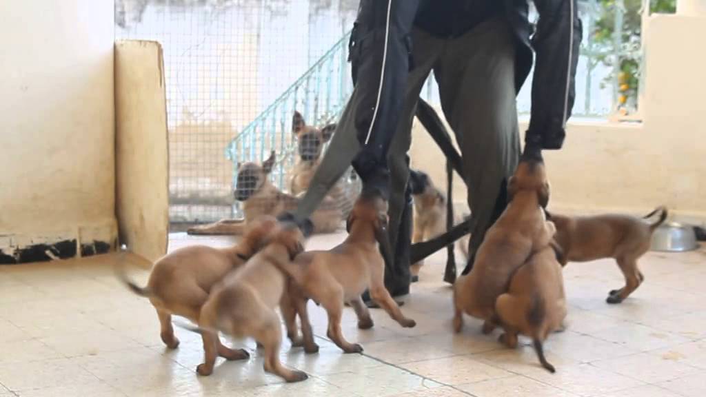 Dressage Chein Tunisiea Vendre Chiots Berger Malinois