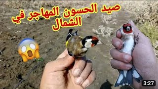 مراݣد الحسون &quot;المهاجر&quot;يمكنك ان تجد الحسون في هذه الأماكن