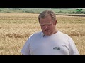 Озимая пшеница, сорт МВ Надор