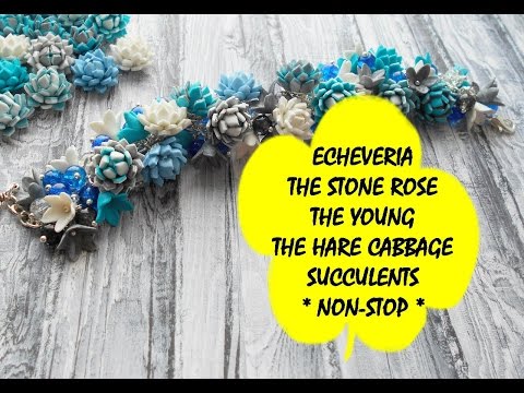 Video: Echeveria. How To Grow This Stone Rose