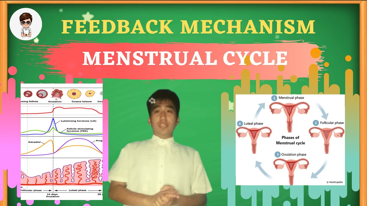 Menstrual Cycle The Feedback Mechanism Grade 10 Science 3rd 