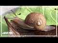 Lonely snail Ned still searching for love