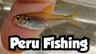 Microfishing in Iquitos Peru | Peru Fishing 🇵🇪