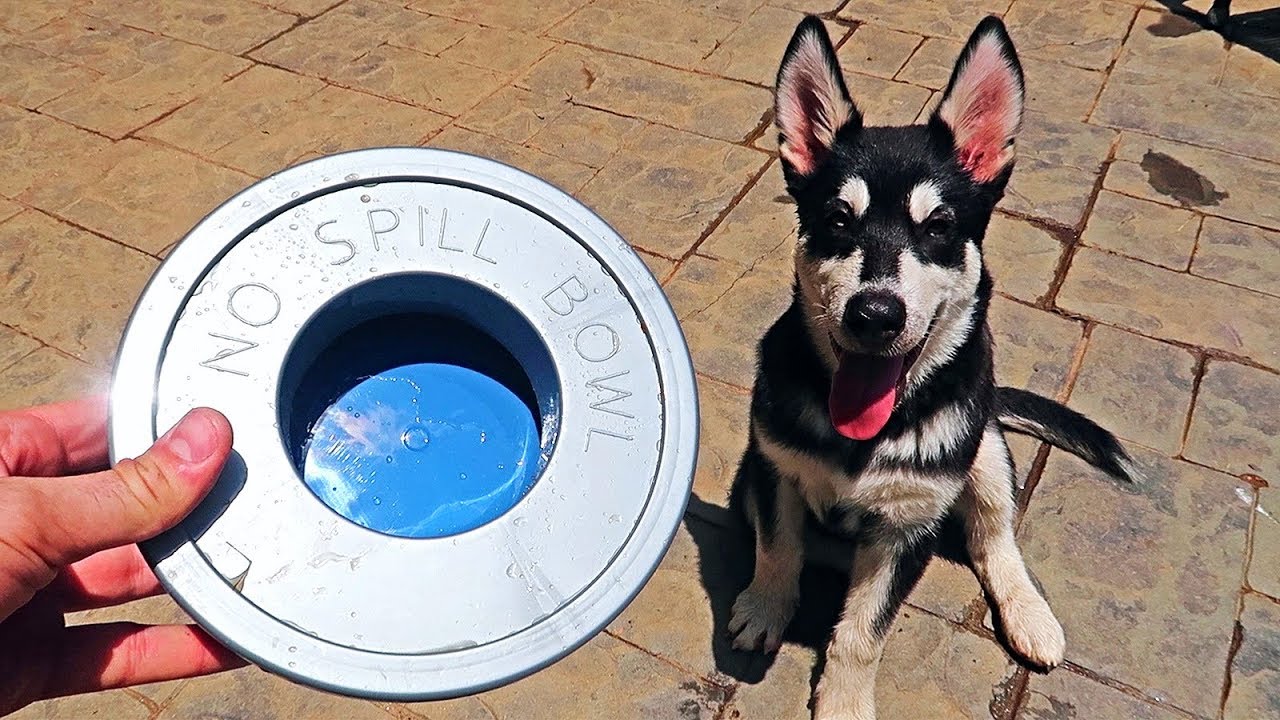 no spill dog water bowl