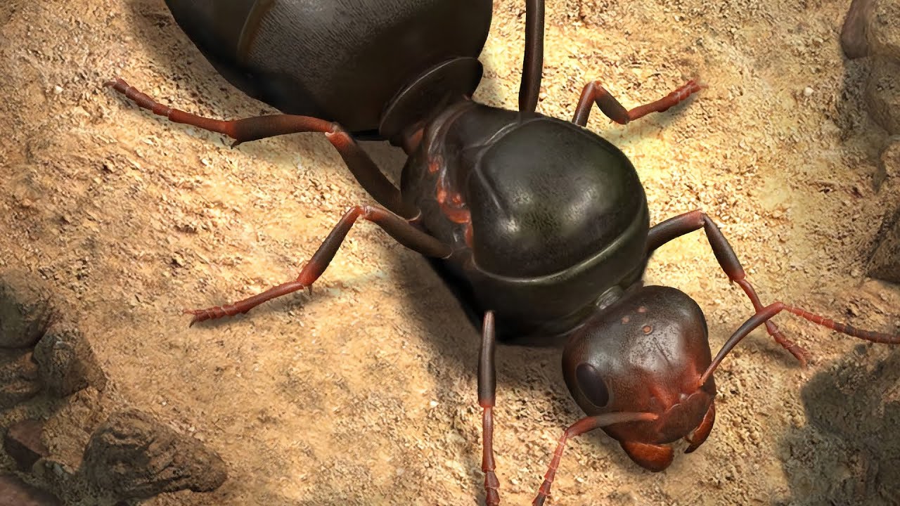 The Ants - Android Gameplay [No Commentary]