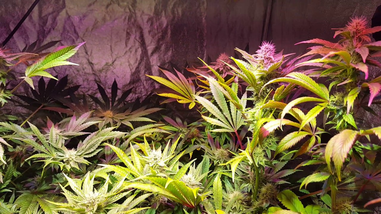 DuoLux 600 in a 4x4 Grow Tent - EP. 12 They're Huge!!