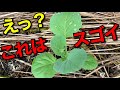 緊急事態！虫食いがひどすぎるので○○してみたら一瞬でいなくなった！【白菜、キャベツ、ブロッコリー自然栽培】