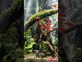 Real or CGI? 🤔 "The Celestial Waterfall Monolith (Macro Satisfying)" #aquarium #aquascape