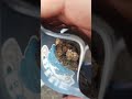 Blue sherbet weed