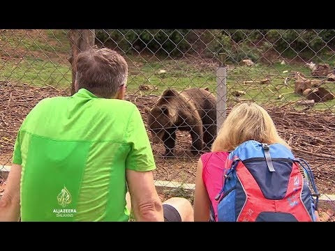 Video: Koliko Teži Bijeli I Smeđi Medvjed