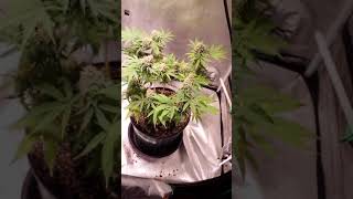 Little medicinal cannabiss grow  with GingaSnapz   #smoke weed  #sesh #vlog