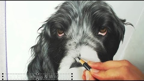 Cocker Spaniel Drawing in Colour Pencils | Cocker, Springer Spaniel Pet Portrait