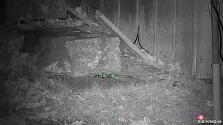 October Mouse Hunt 4 And Pigeon Shoot 2024