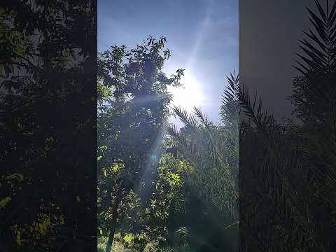 عالزراعية يارب اقابل حبيبي جزيرة بيساو