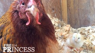 We Have Chicks! | Fresh P
Subscribe to FRESH PRINCESS!: http://goo.gl/3tcyi
MORE LINKS
For more Fresh P: http://goo.gl/md68WTl
Facebook: https://goo.gl/KrScu5
Pinterest: https://www.pinterest.com/freshpcooks/
Instagram: https://instagram.com/freshprincesscooks/
Twitter: https://twitter.com/CorrinCPhillips
Tumblr: freshpcooks.tumblr.com
MUSIC
Fringe Trimmed Boots by Bird Creek We Have Chicks! | Fresh P