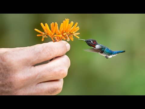 Video: Kolibri na teritoriji Krasnodara: istina ili fikcija lokalnih stanovnika?