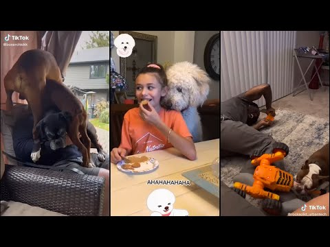 वीडियो: 5 निर्विवाद कारण आपको एक और कुत्ता चाहिए