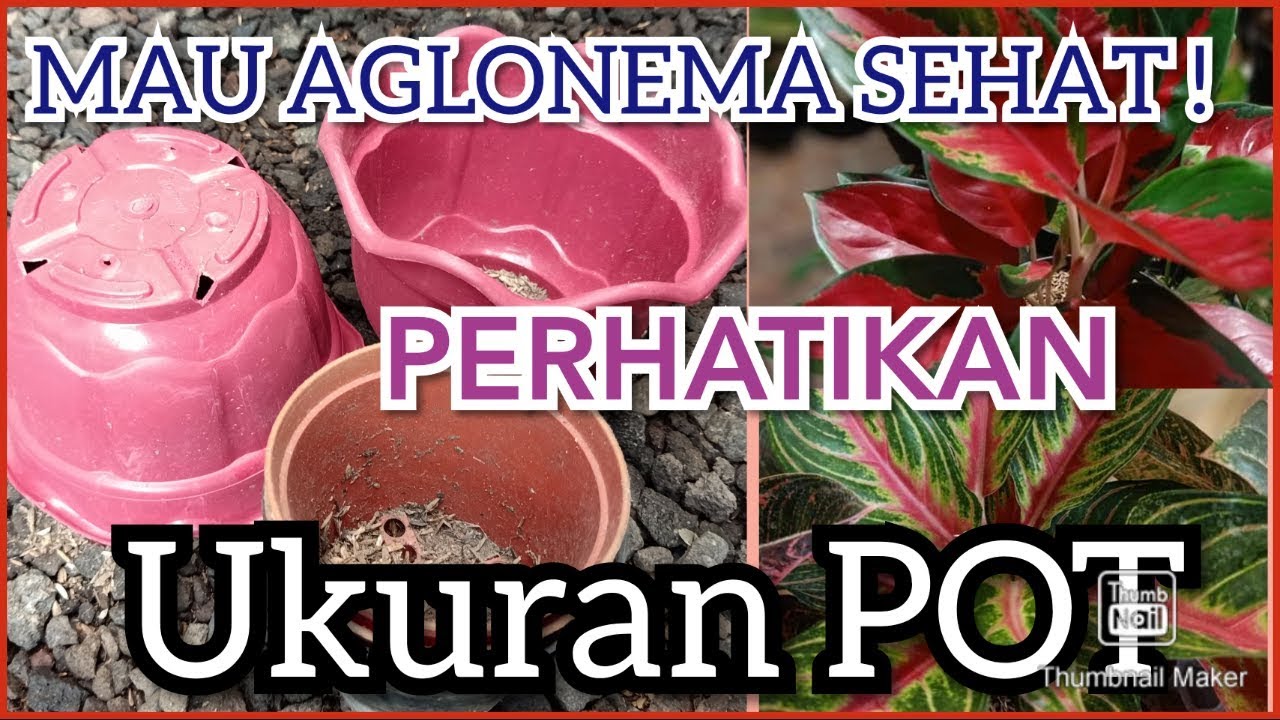 UKURAN POT  UNTUK  AGLAONEMA  YouTube