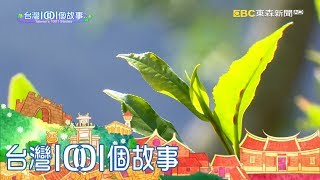 南臺灣原生種山茶 爬樹採茶高難度 part5 台灣1001個故事