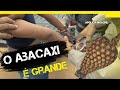 O ABACAXI É GRANDE ! | POLÍCIA 190 ACRE | EPISÓDIO 60