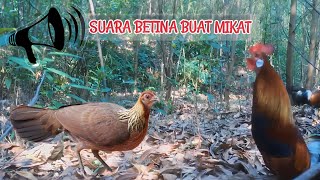 MP3 SUARA AYAM HUTAN BETINA || Suara Pikat Betina || Suara Pikat Babon || Jungle hend Sound