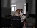 Great Danes are Hilarious! The struggle- Funny Dog!