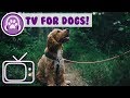 TV for Your Dog to Watch! Virtual Dog Walk Entertainment with Music!