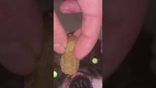 Cute Dog love a pice of meat !!