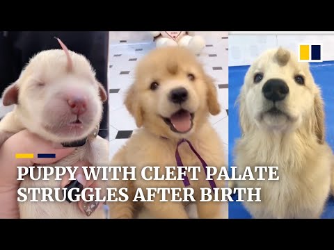 Newborn puppy with cleft palate in China thrives after a month of struggle