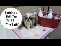 Bathing a Shih Tzu- Part 1- The Bath