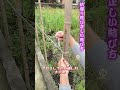 【杭縛り結び正しい結び方】柱巻き押さえ輪通し、引くほど締まり解除簡単～ #結びテク #アウトドア知識
