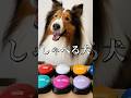 シェルティといっぱいお話できますように【会話ボタンでしゃべる犬】 #shorts #犬