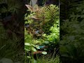 Neon Tetras i natural cube fishtank