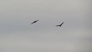 Sandhill Cranes in Flight