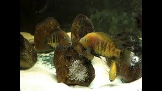 Download Lagu Theraps nourissati pair defending their new spawn