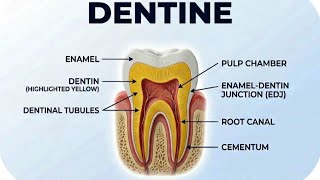 DENTIN ( simple explanation)
