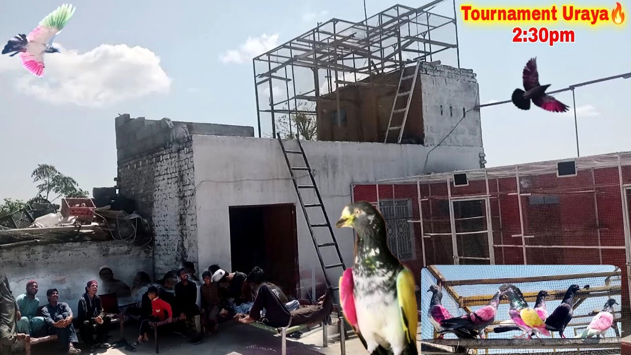 5 Kabootar Wala Tournament Me Kabootar Uray 😍 With Landing 🔥