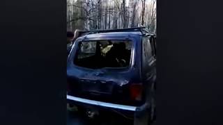В Красноярске медведь разодрал машину