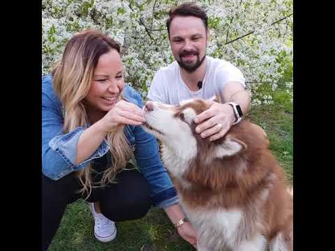 Video: 8 tipů na pomoc Správa sezóny psů