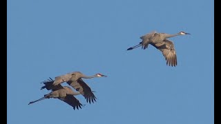 Sandhill Crane Flight in Florida